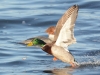 Stockente-4