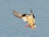 Gänsesäger-2