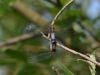 Grosser Blaupfeil_1