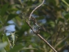 Grosser Blaupfeil_2