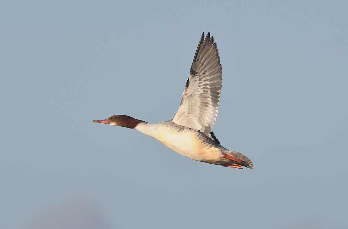 Gänsesäger_3