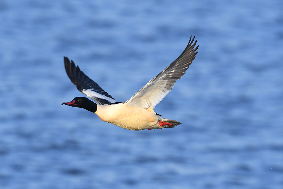 Gänsesäger_6