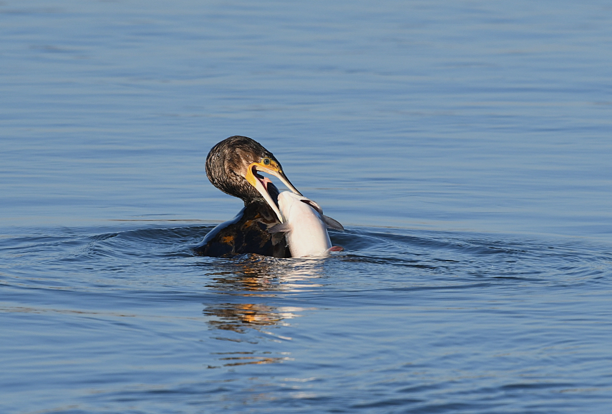 Kormoran