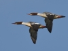 Gänsesäger
