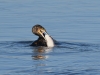 Kormoran