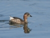 Zwergtaucher
