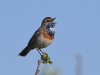 Blaukehlchen 5