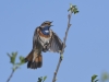 Blaukehlchen 6