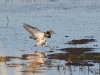 Kampfläufer 5