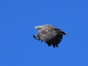 Seeadler
