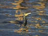 Kormoran