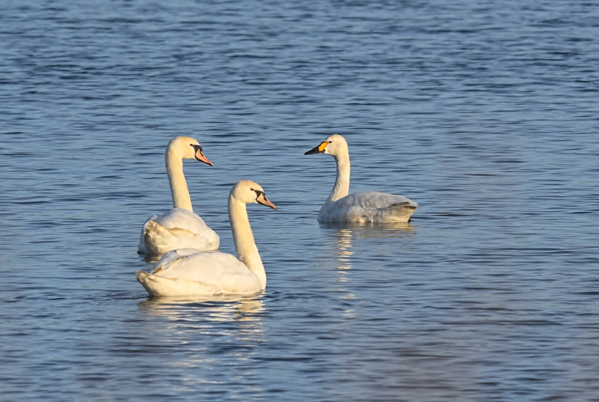 Zwergschwan-Strahle