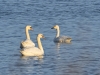 Zwergschwan-Strahle