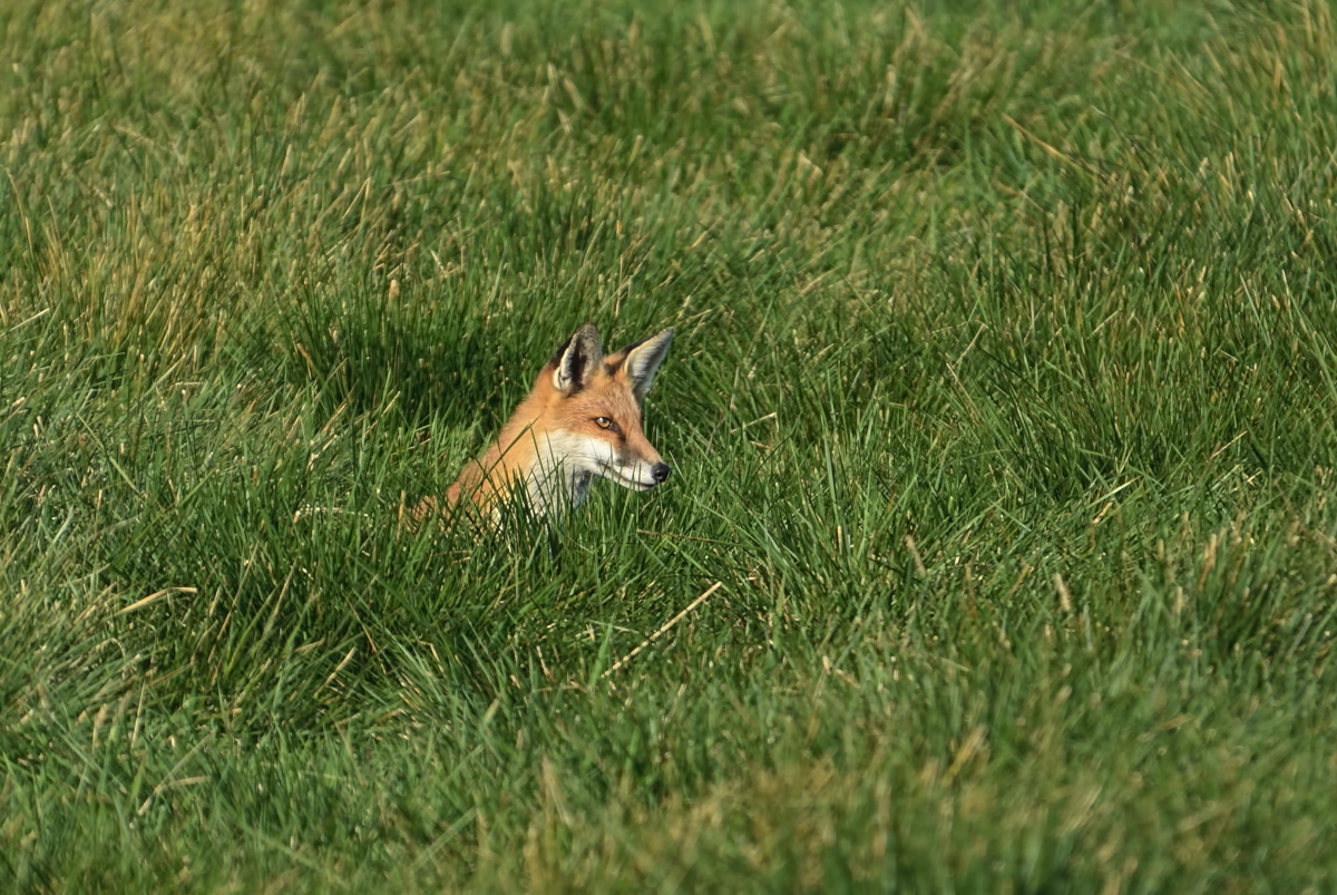 Fuchs_1