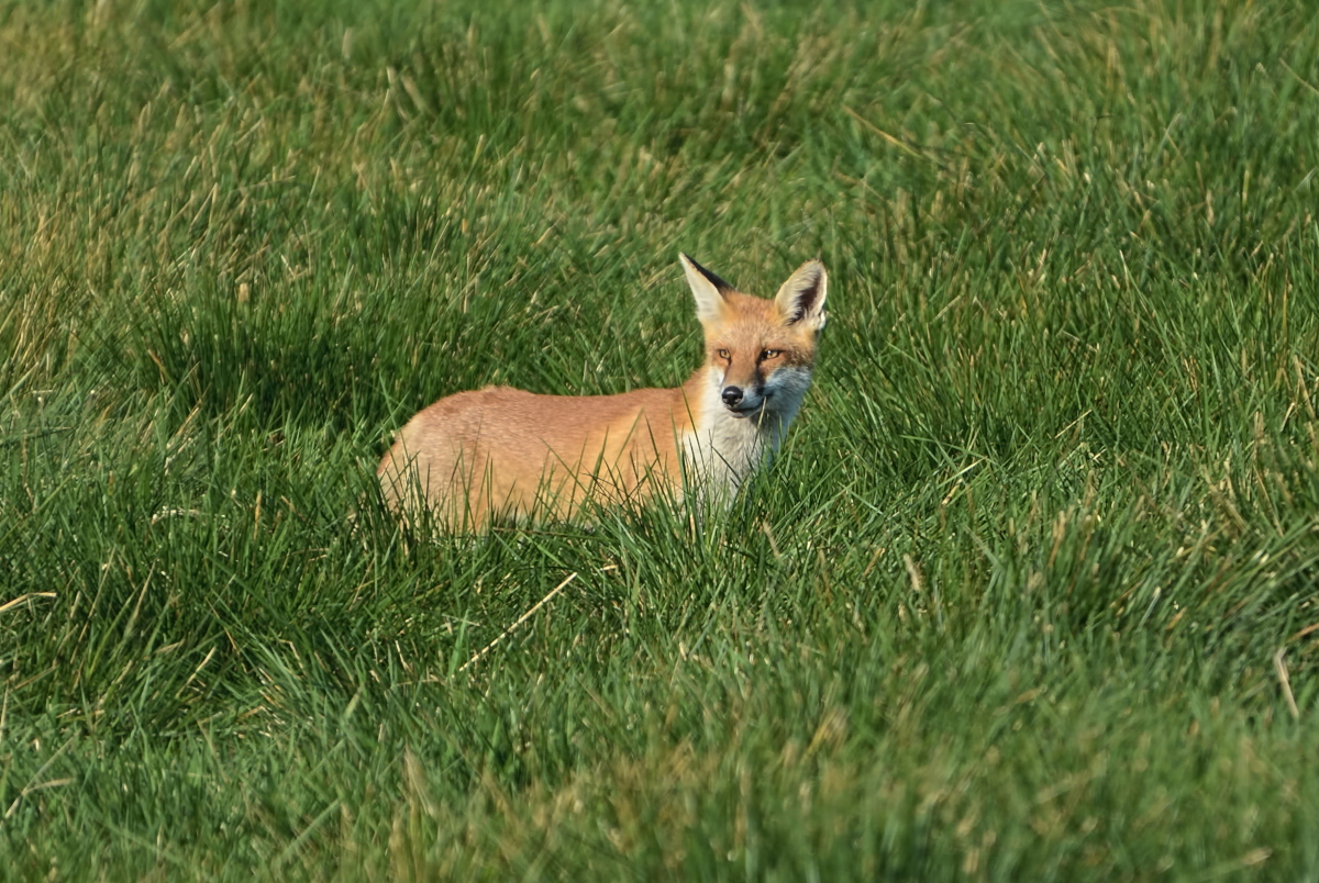 Fuchs_2