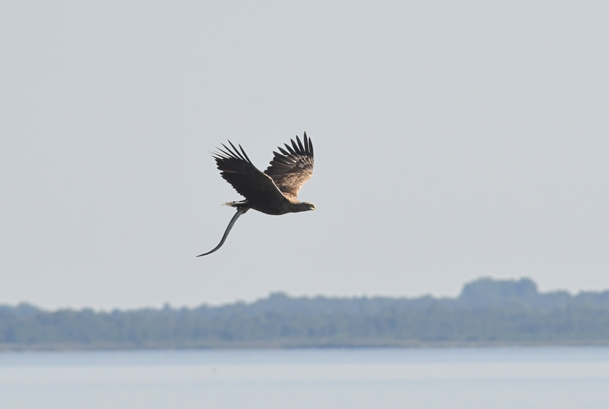 Seeadler