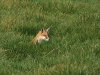 Fuchs_1