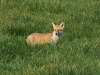 Fuchs_2