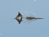 Rauchschwalbe_4