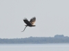 Seeadler