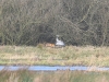 Fuchs+Kraniche_1