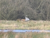 Fuchs+Kraniche_2