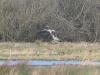 Fuchs+Kraniche_3