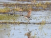 Bruchwasserläufer_1