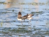 Bruchwasserläufer_2