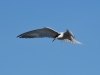 Flussseeschwalbe_2