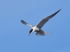 Flussseeschwalbe_3