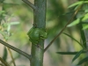 Laubfrosch_1