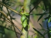 Laubfrosch_2