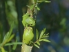 Laubfrosch_3