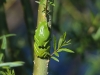 Laubfrosch_4