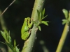 Laubfrosch_5