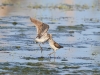 Bruchwasserläufer_1