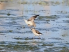 Bruchwasserläufer_2