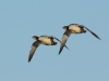Gaensesaeger3