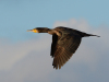 Kormoran.1
