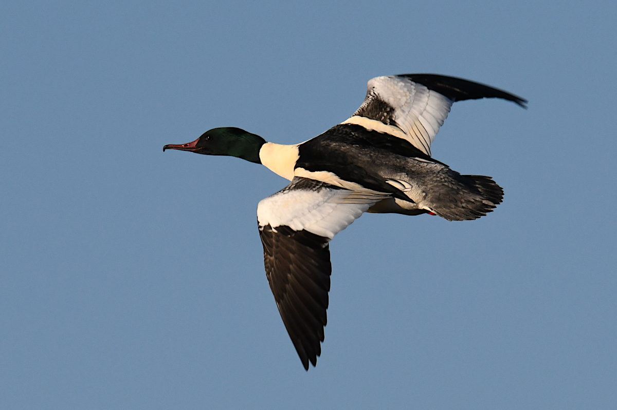 Gaensesaeger.2