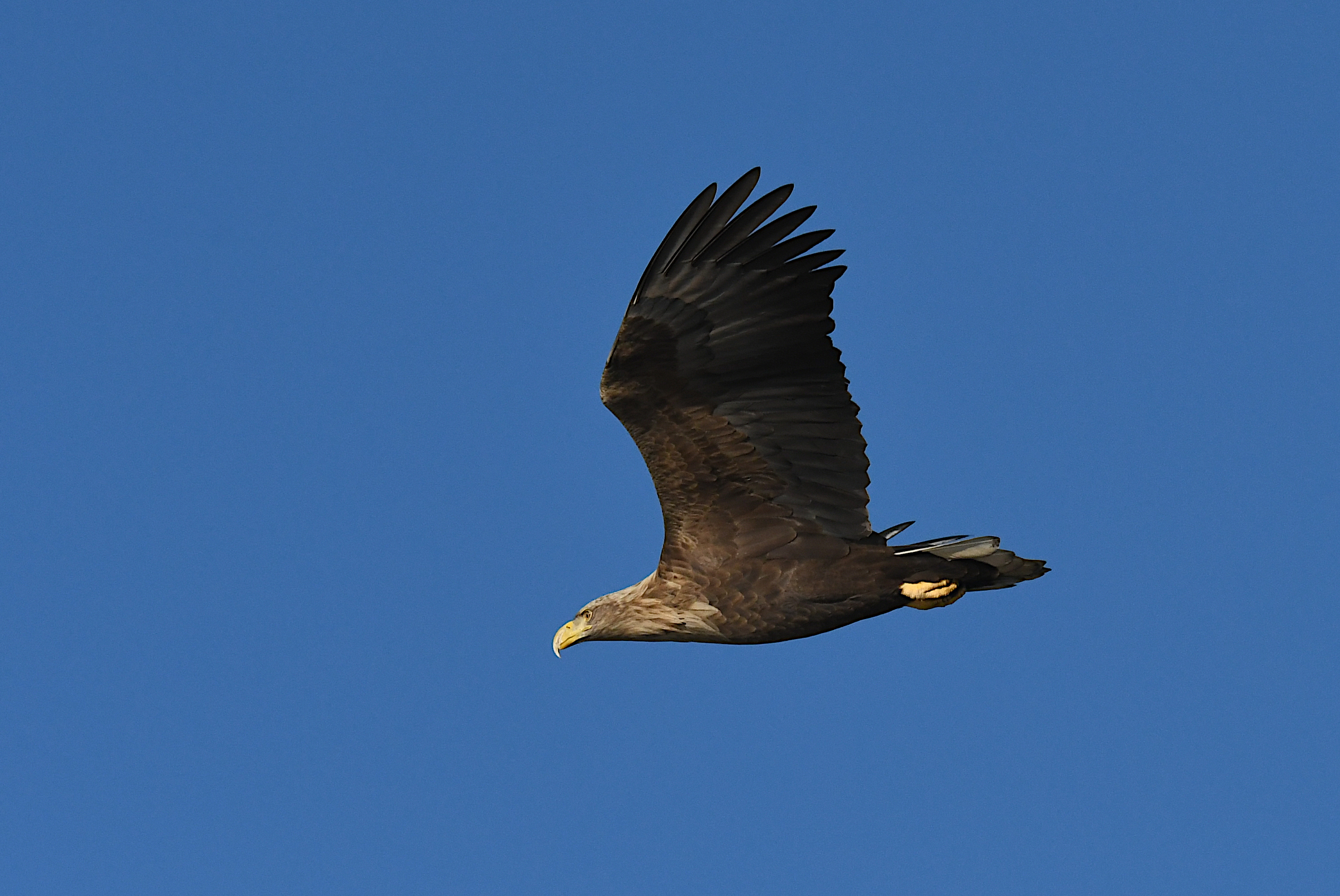 Seeadler