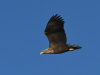 Seeadler