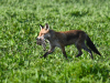 Rotfuchs