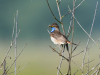 Blaukehlchen