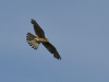 Turmfalke