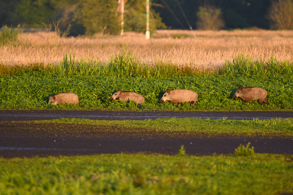 Wildschweine