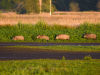 Wildschweine
