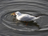 Lachmoewe.2