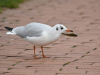 Lachmoewe.4